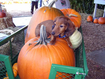 Image result for dogs in pumpkin patch