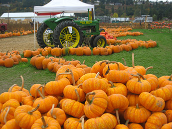 Picha Pumpkin Patch Puyallup Wa