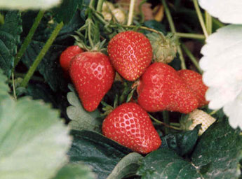 Dan & Russ Picha - Growing Quality Produce in Puyallup