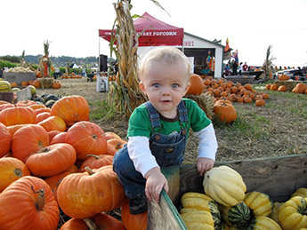 Picha's Pumpkin Farm